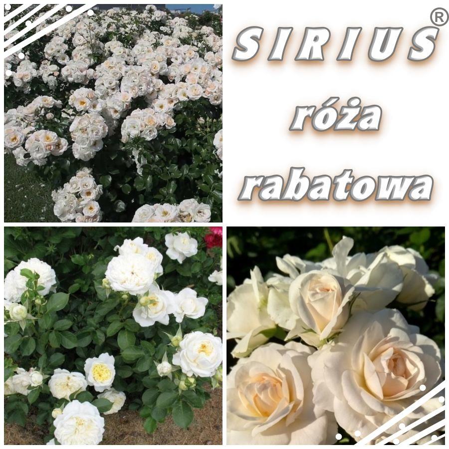 Sirius róże rabatowe